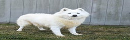 Samoyed dogs for sale: Serena  - Ad 2
