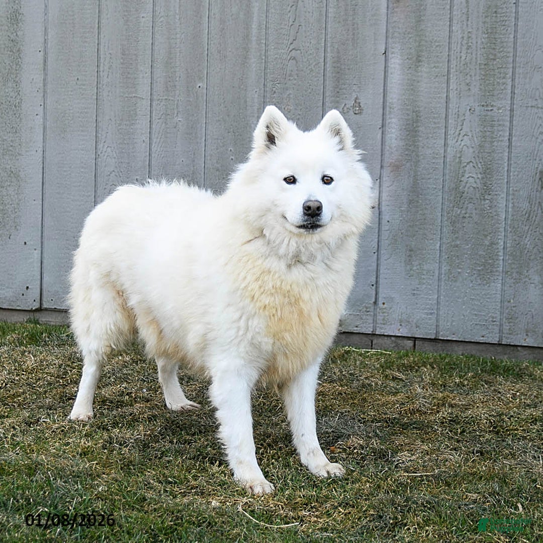 Samoyed dogs for sale: Serena  - Ad 2