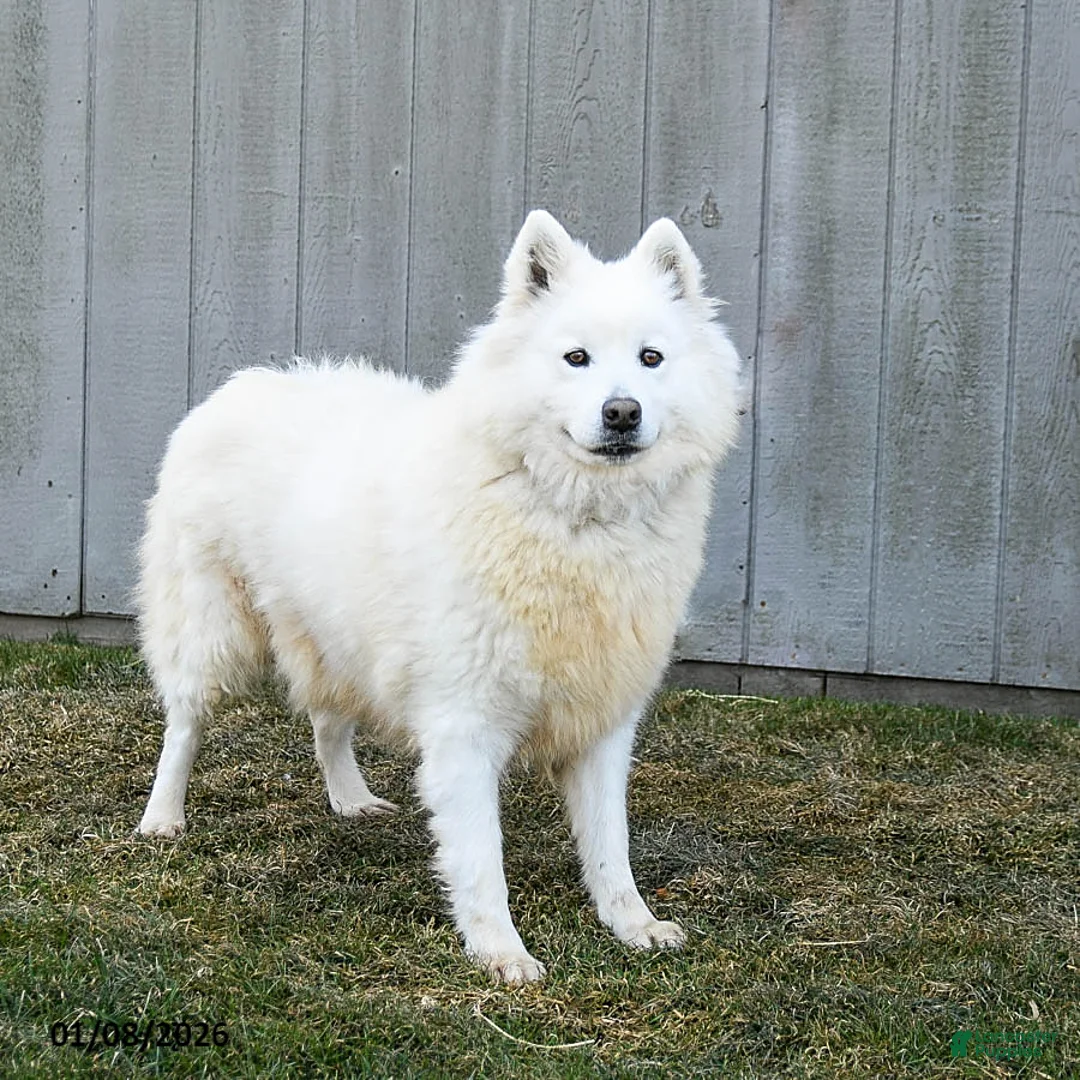 Samoyed dogs for sale: Serena  - Ad 2