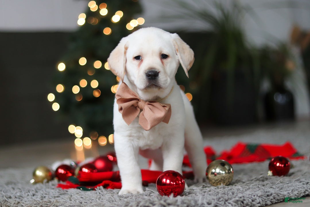 Labrador Retriever dogs for sale: Buddy - Ad 18