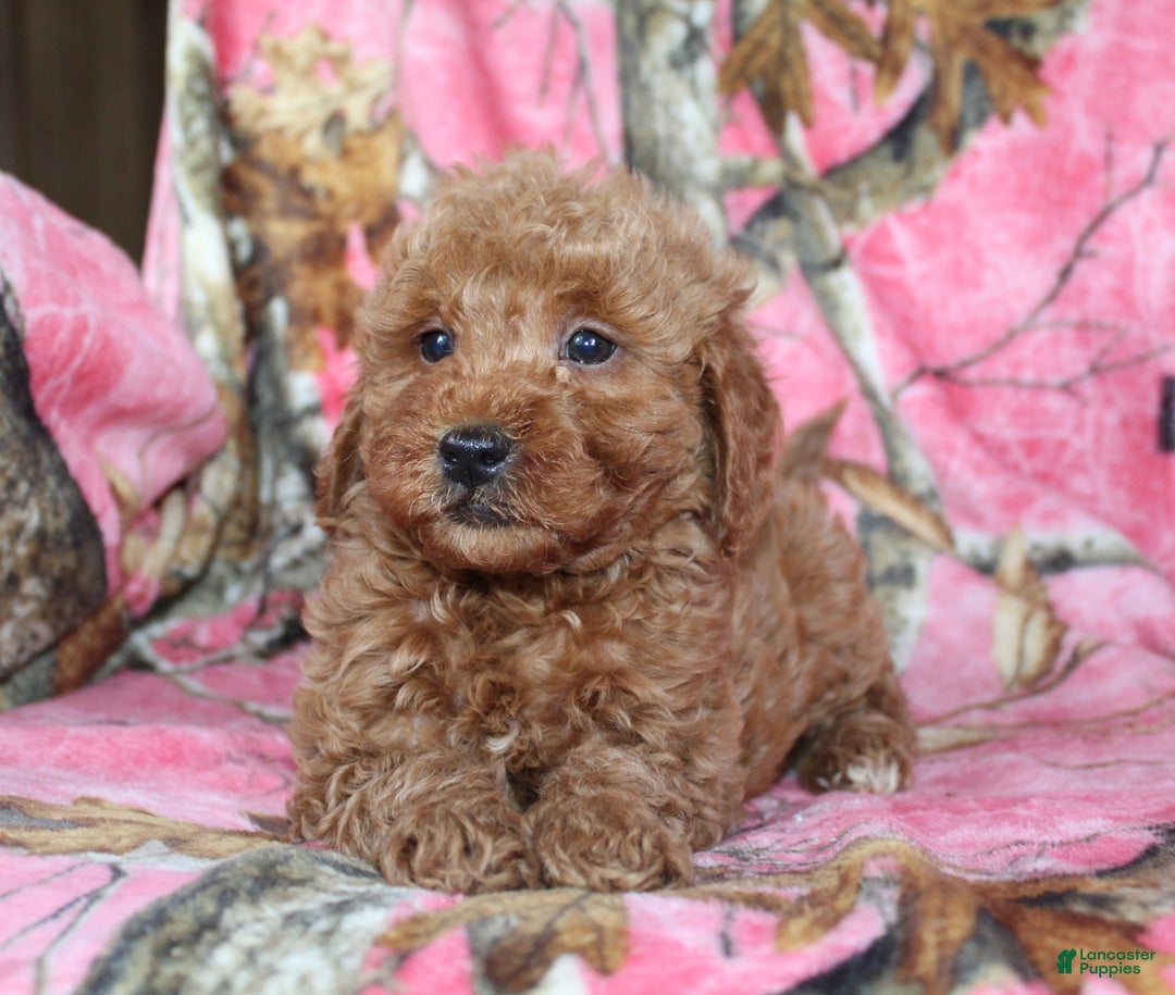 Mini Goldendoodle dogs for sale: Goofy - Ad 4