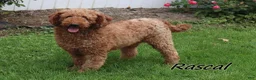 Mini Goldendoodle dogs for sale: Teddy - Ad 5