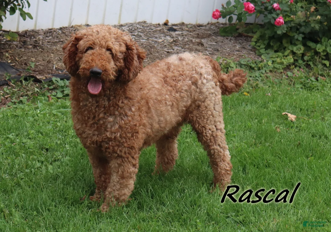 Mini Goldendoodle dogs for sale: Teddy - Ad 5