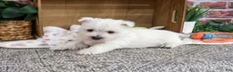 West Highland Terrier dogs for sale: Aladdin - Ad 4