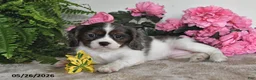 Cavalier King Charles Spaniel dogs for sale: Bella - Ad 3