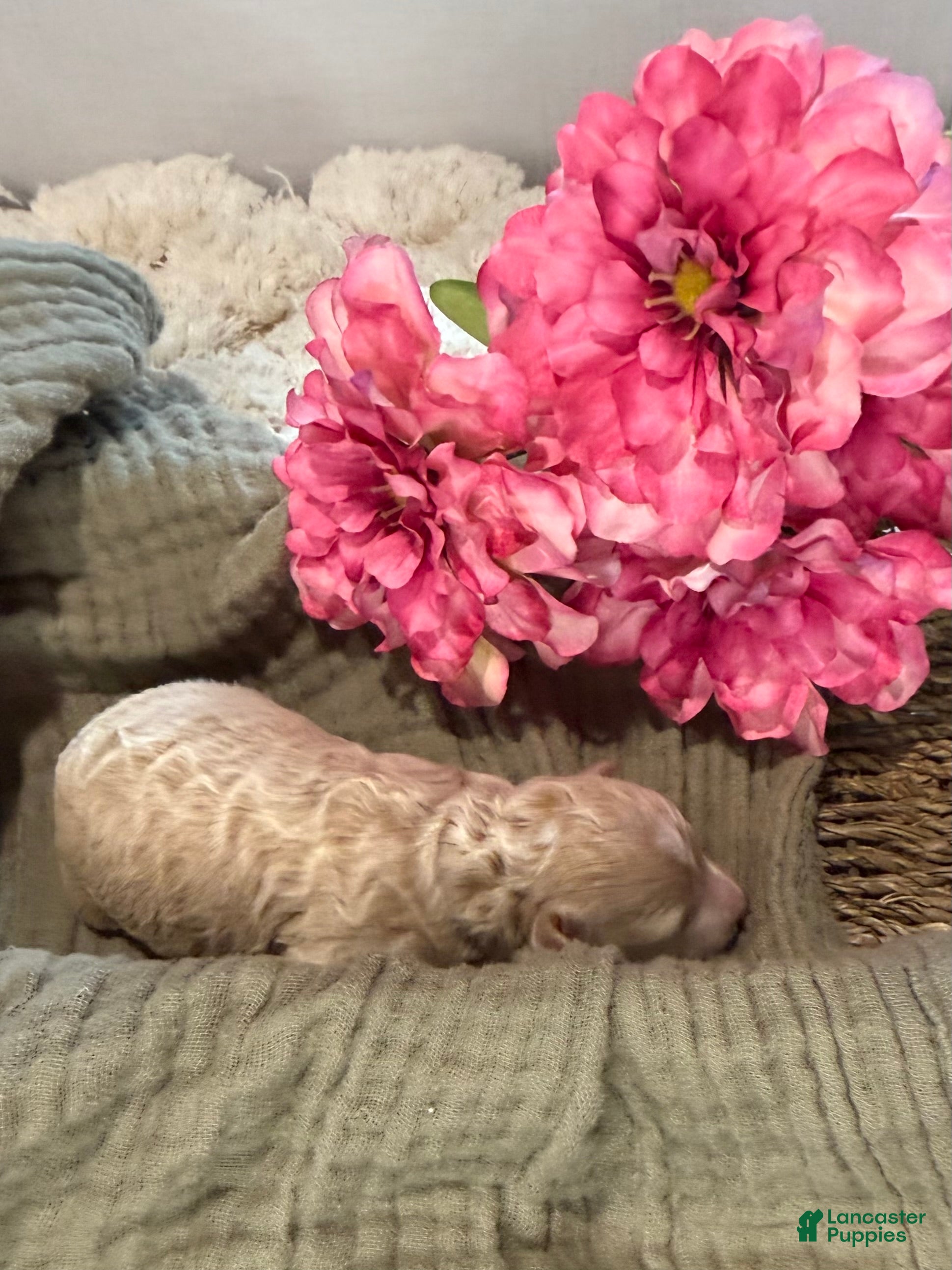 Toy Poodle dogs Toy Poodle Cream CKC Registered  - Ad 22