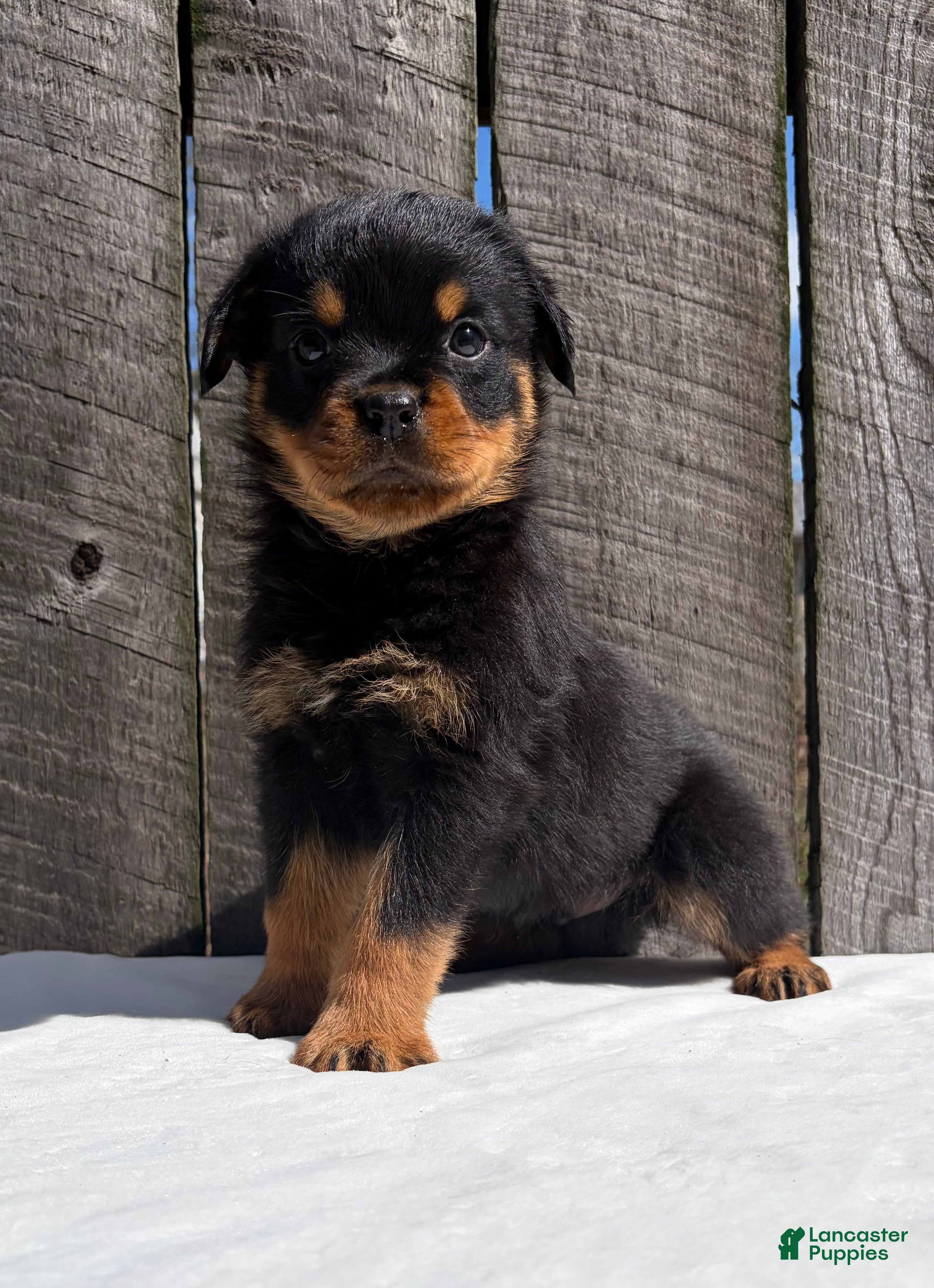 Rottweiler dogs Deisel  - Ad 2