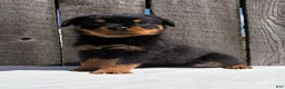 Rottweiler dogs for sale: Deisel  - Ad 2