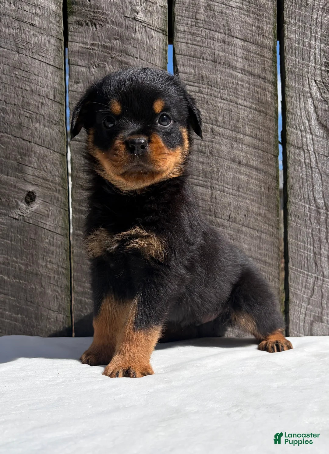 Rottweiler dogs for sale: Deisel  - Ad 2
