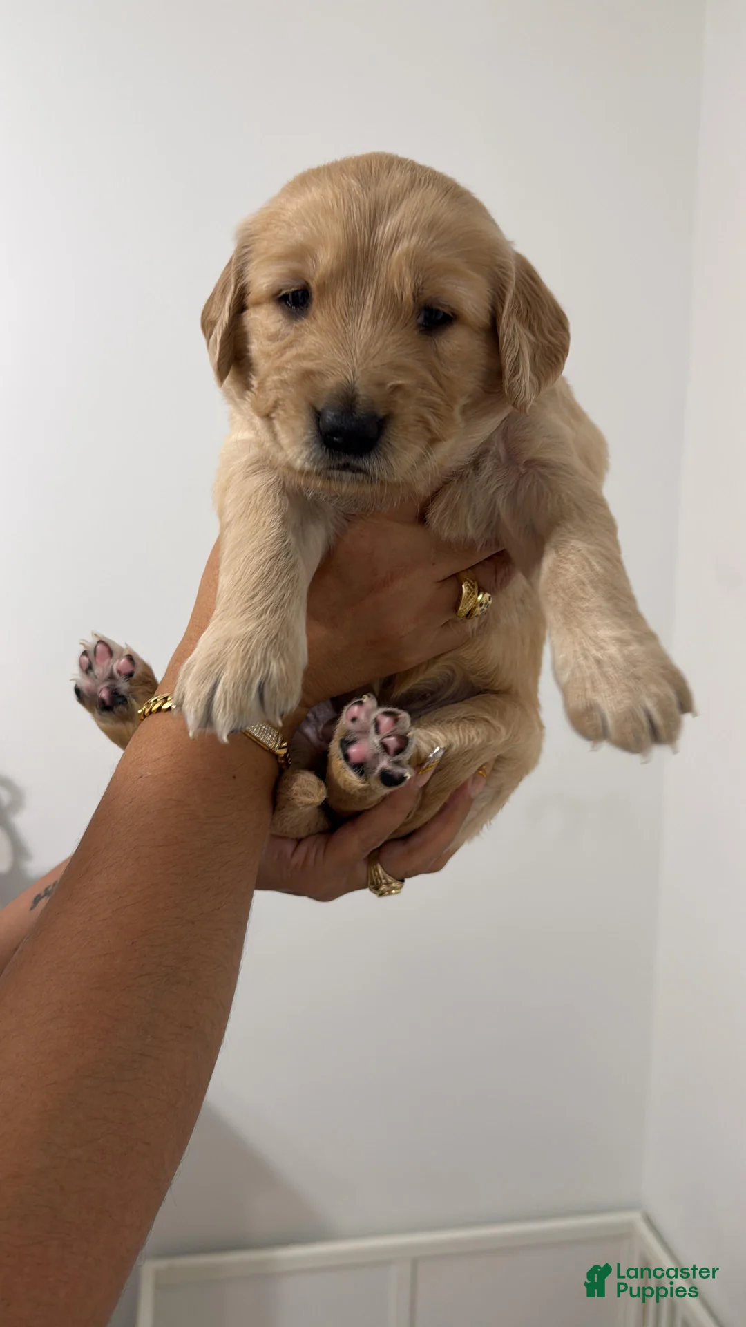 Golden Retriever dogs for sale: Golden Retriever Puppy 6 - Ad 5