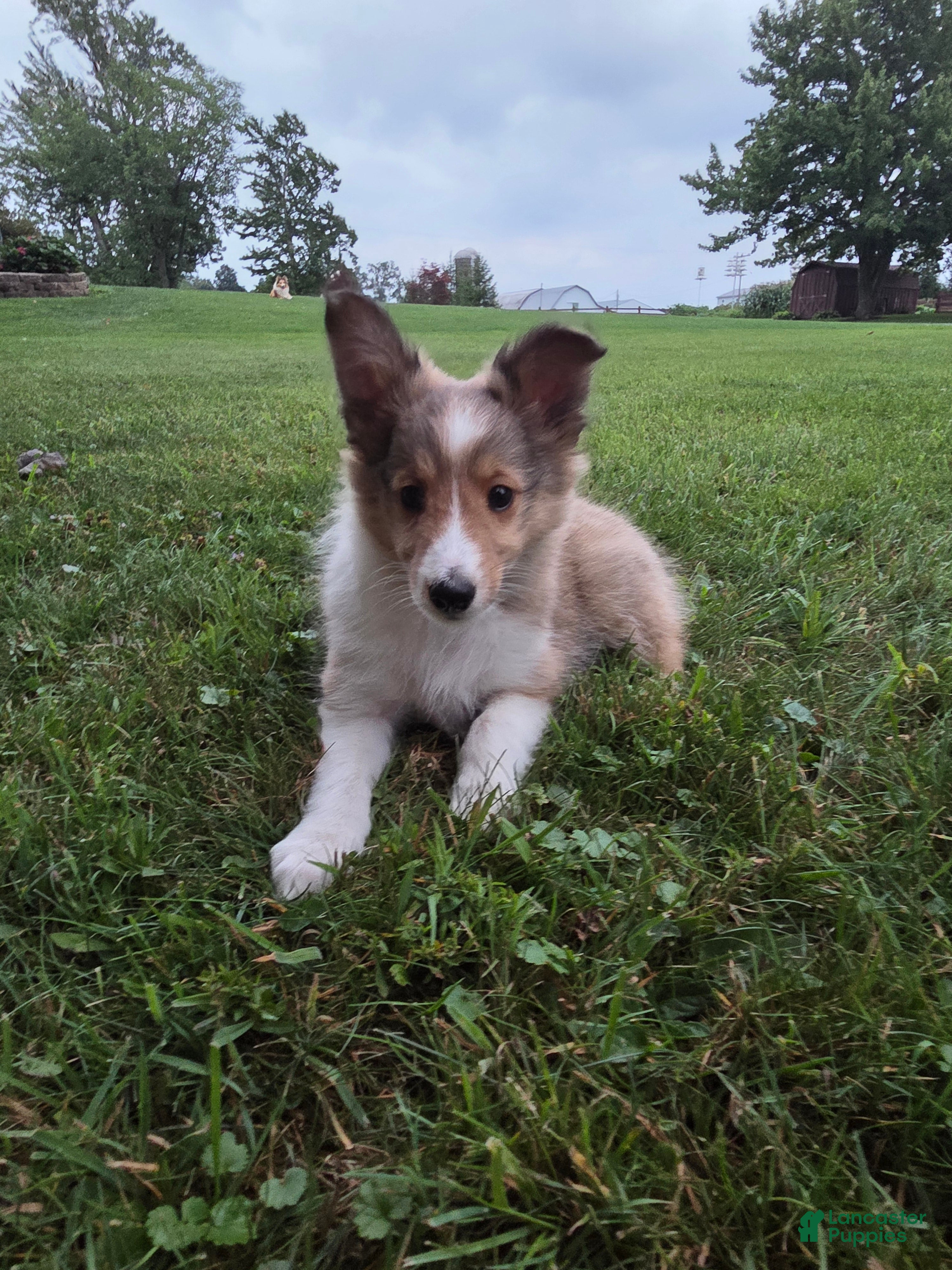 Shetland Sheepdog dogs Tommy  - Ad 22