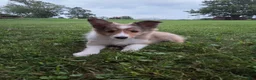 Shetland Sheepdog dogs for sale: Tommy  - Ad 1