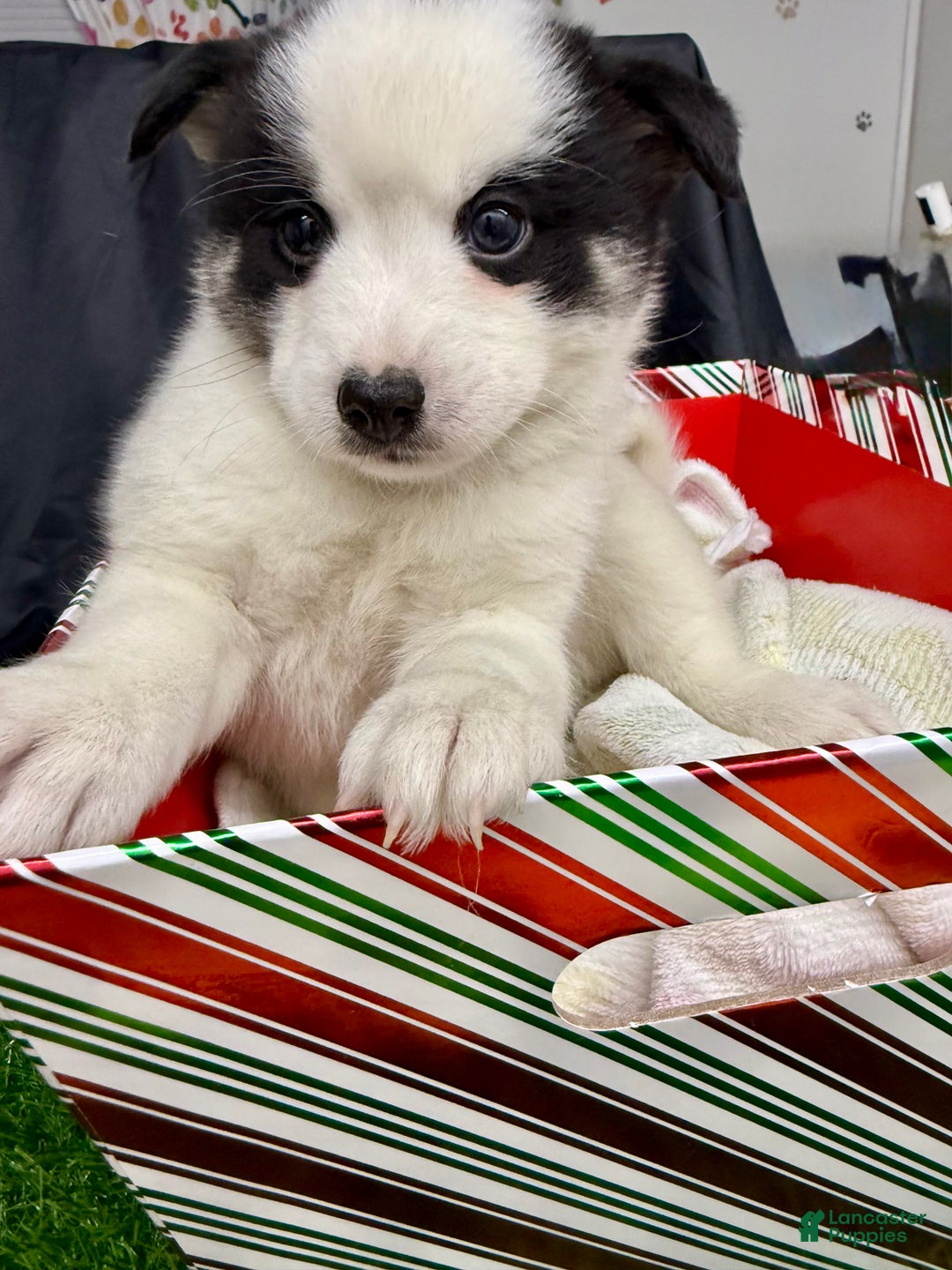 Mixed Breed dogs for sale: Frost - Ad 5