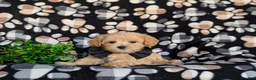Maltipoo dogs for sale: Clifton 8 lbs Full Grown - Ad 5