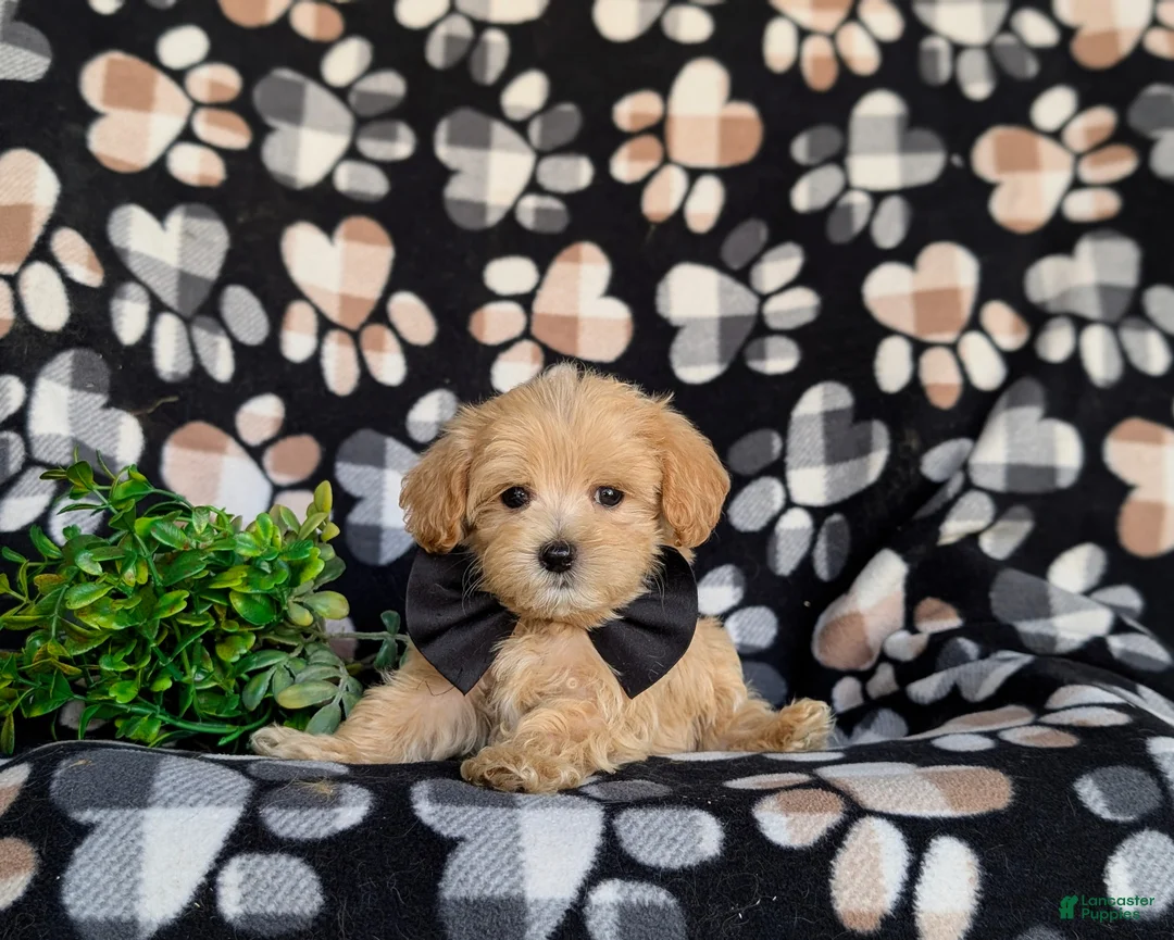 Maltipoo dogs for sale: Clifton 8 lbs Full Grown - Ad 5