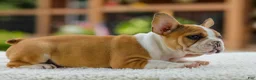 French Bulldog dogs for sale: Oasis – Fawn/White - Ad 9