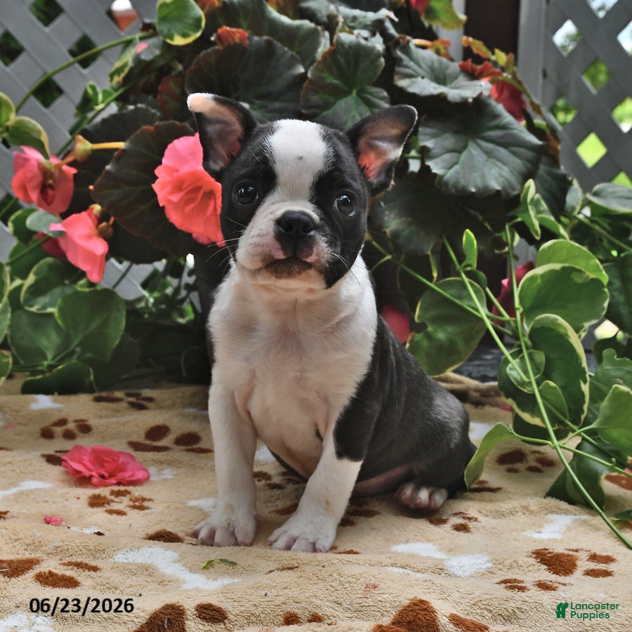 Boston Terrier dogs Micah - Ad 1