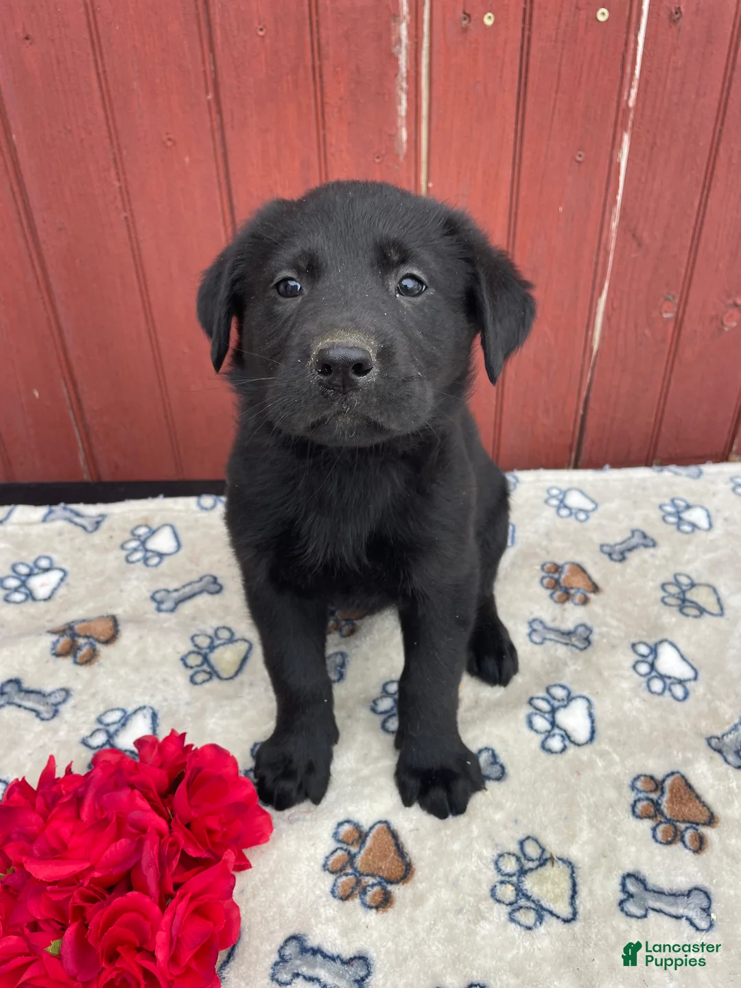 Sheprador dogs for sale: Millie - Ad 3