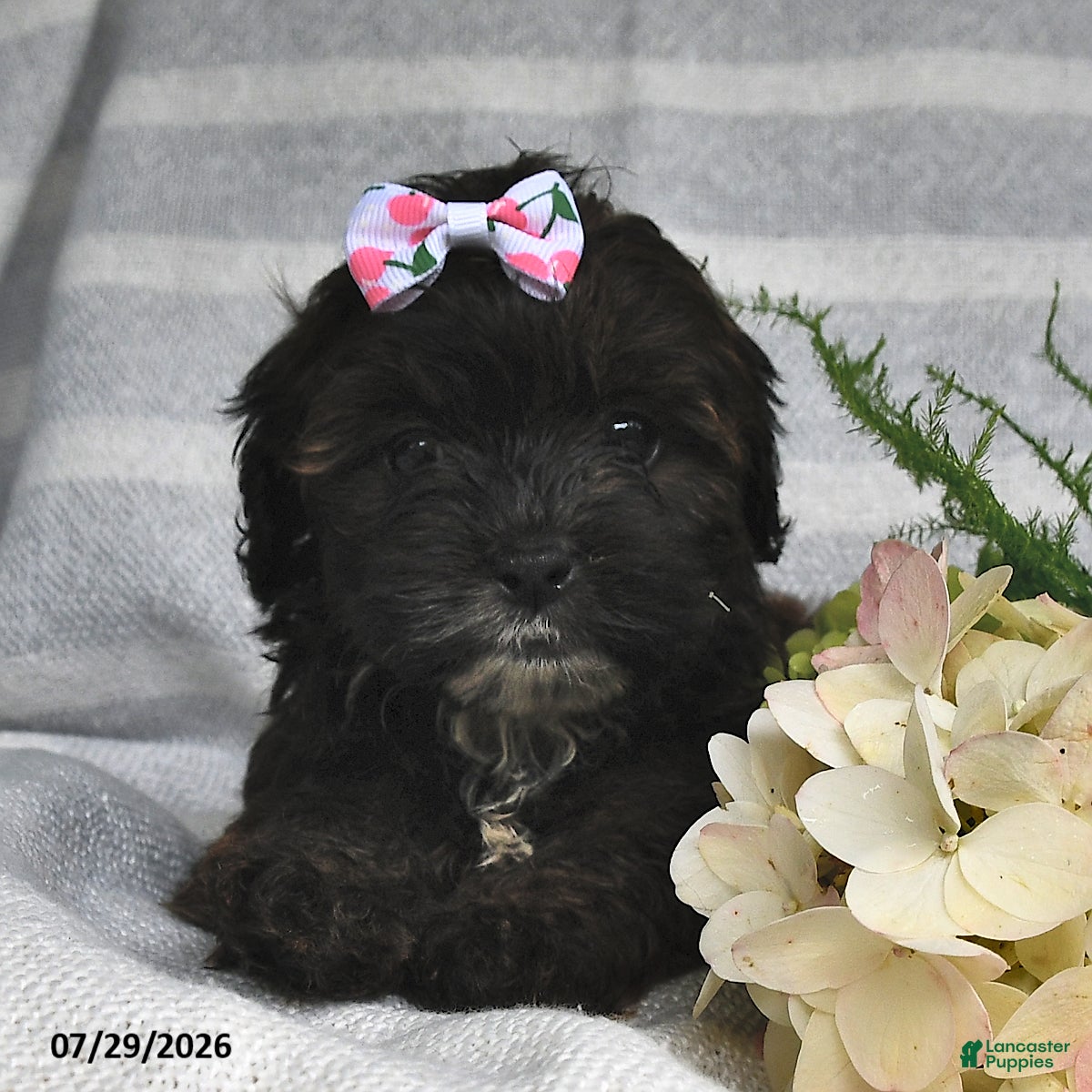 Shihpoo dogs Cindy - Ad 1