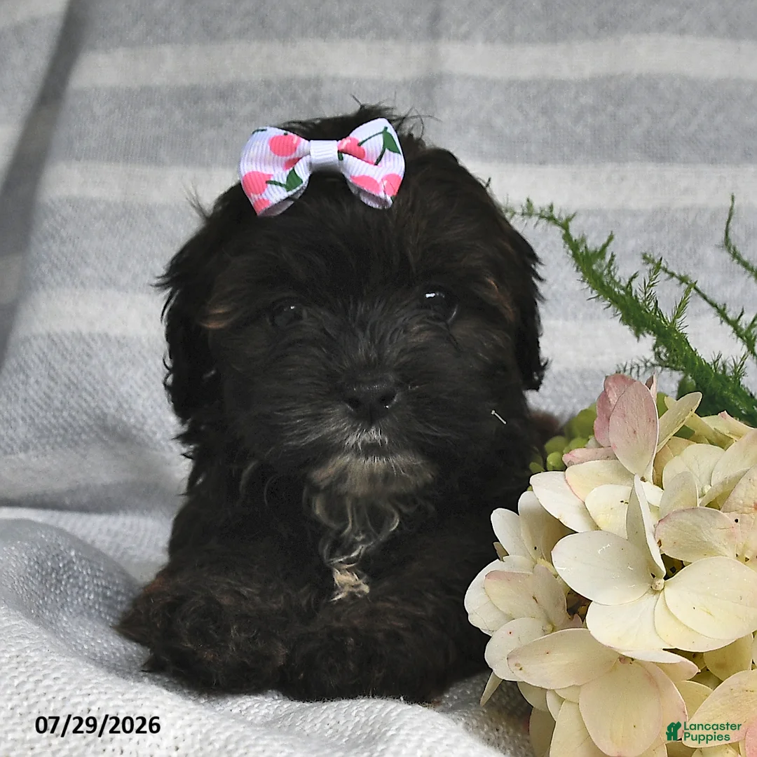 Shihpoo dogs for sale: Cindy - Ad 1