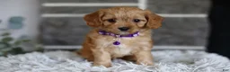 Cavapoo dogs for sale: Rosie - Ad 3