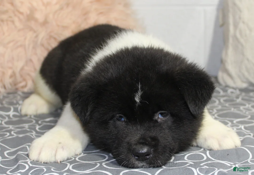Akita dogs for sale: Ranger - Ad 21