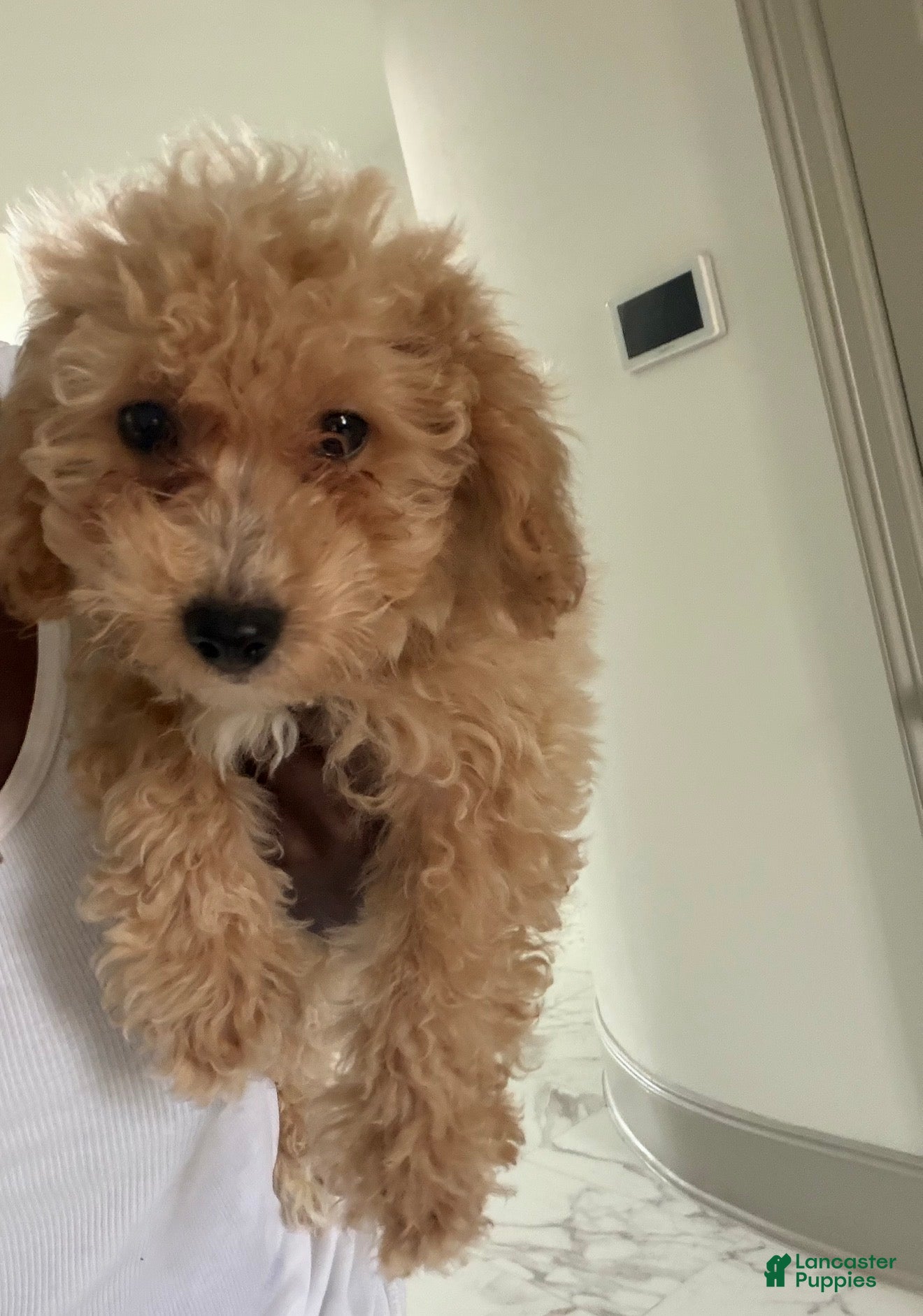 Mixed Breed dogs Mixed Breed 2 - Ad 40