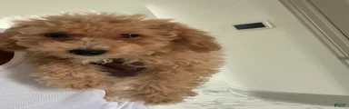 Mixed Breed 2