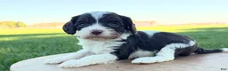 Cavapoo dogs for sale: Jazz - Ad 3