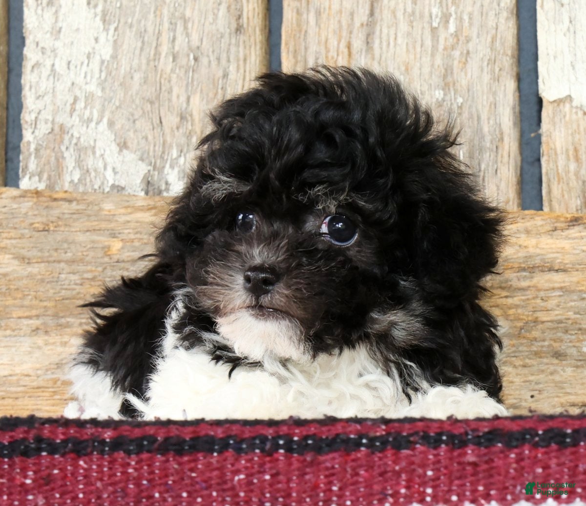 Havanese dogs Bella - Ad 2