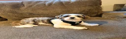 Shih Tzu dogs for sale: Yuno - Ad 2