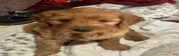 Goldendoodle dogs for sale: Red - Ad 7