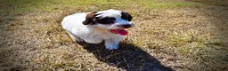 Havapoo dogs for sale: Nabisco - Ad 9