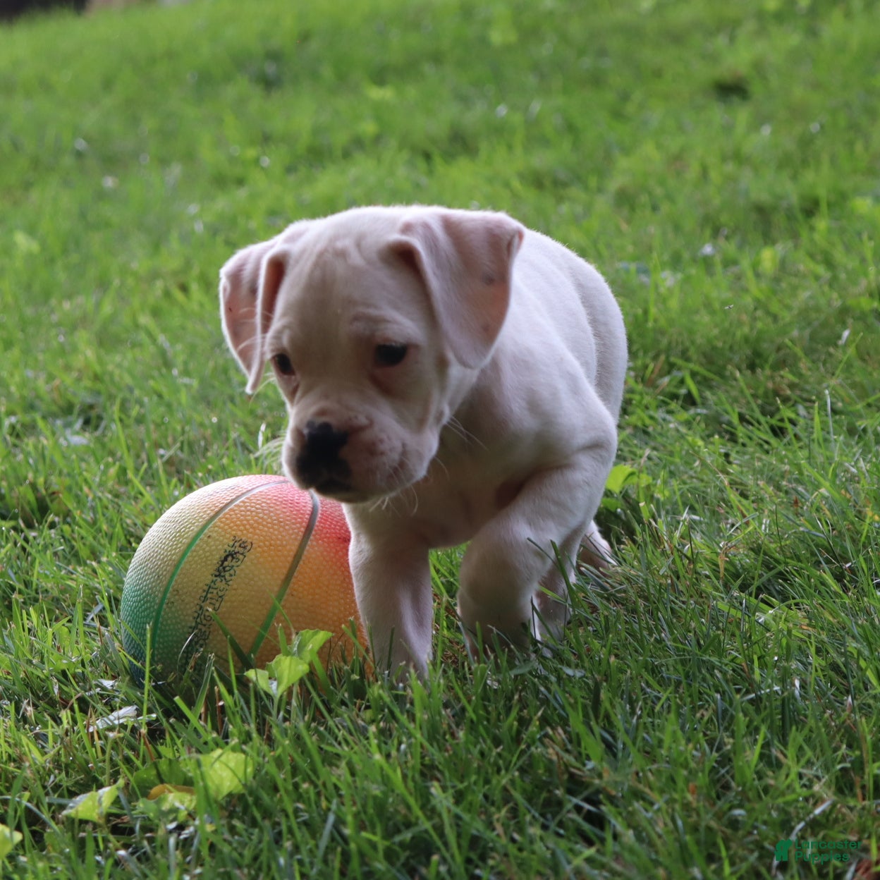Boxer dogs Pete - Ad 1