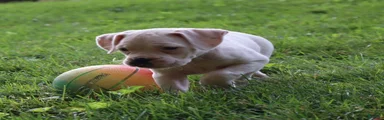 Pete
