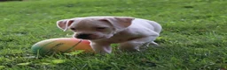 Boxer dogs for sale: Pete - Ad 1