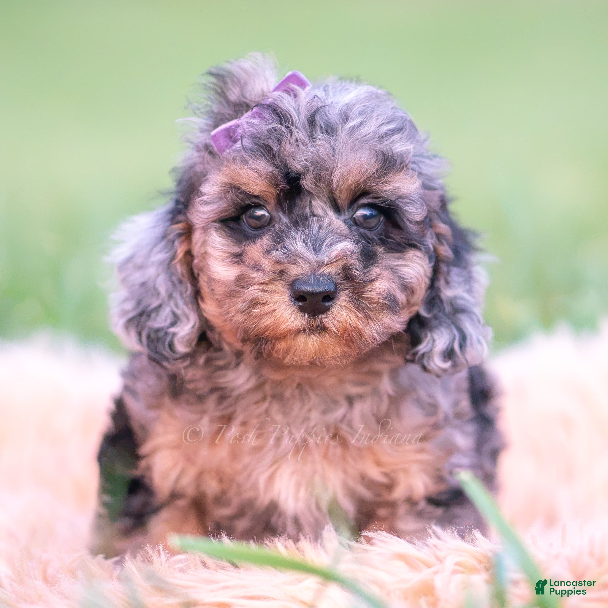 Toy Poodle dogs Jellybean AKC - Ad 10