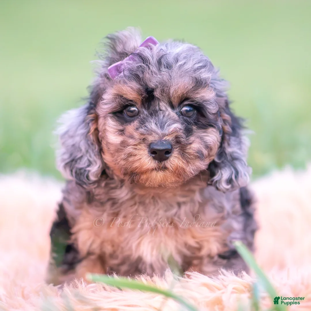 Toy Poodle dogs for sale: Jellybean AKC - Ad 1
