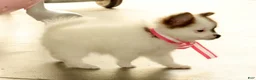 Pomeranian dogs for sale: Sadie - Ad 7