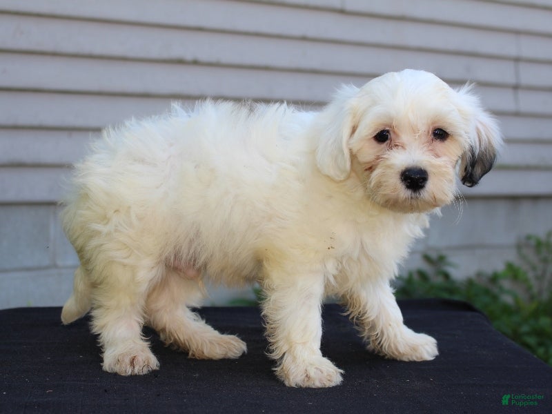 Teddy Bear dogs Daisy - Ad 2