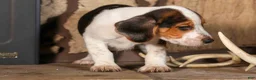 Beagle dogs for sale: Dillard🐾 - Ad 8