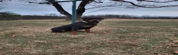 Rottweiler dogs for sale: Jack  - Ad 10