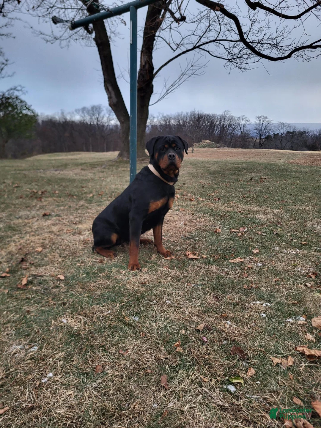 Rottweiler dogs for sale: Jack  - Ad 10