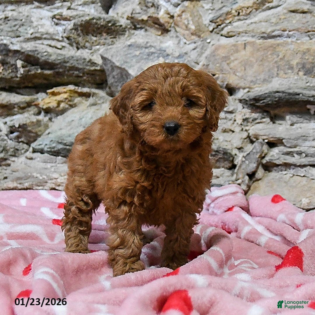 Mini Goldendoodle dogs for sale: Casey - Ad 1
