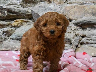 Mini Goldendoodle dogs Casey - Ad 7