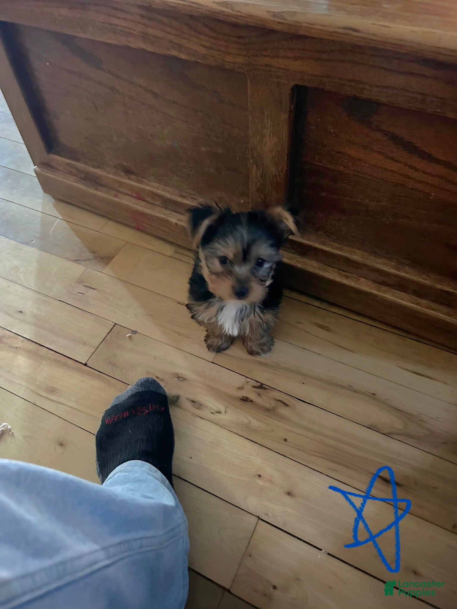 Yorkshire Terrier dogs Charlie - Ad 26