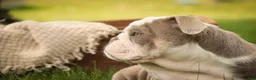 English Bulldog dogs for sale: Nate English Bulldog Puppy  - Ad 6