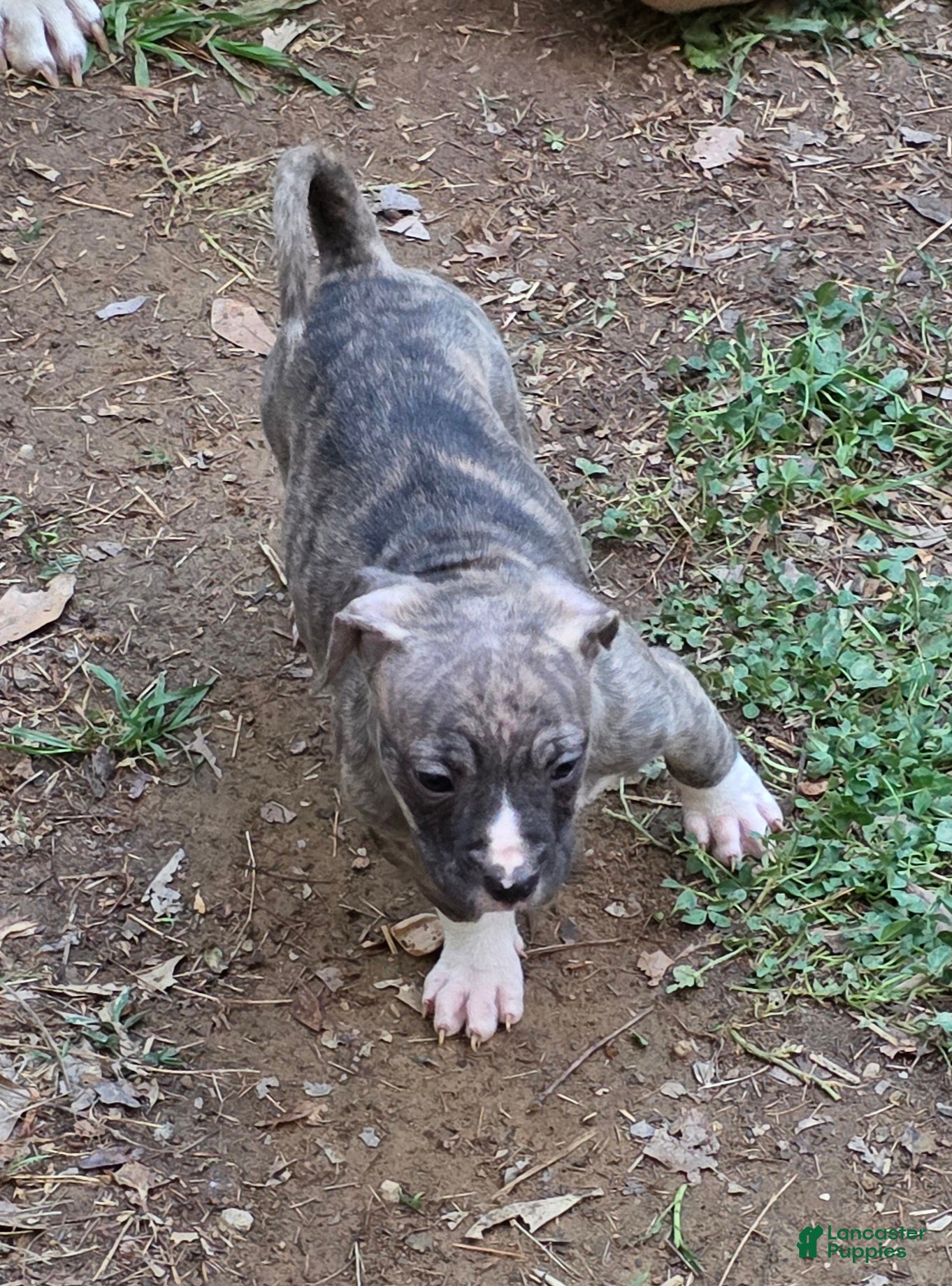 American Pit Bull Terrier dogs American Pit Bull Terrier Puppy 5 - Ad 2