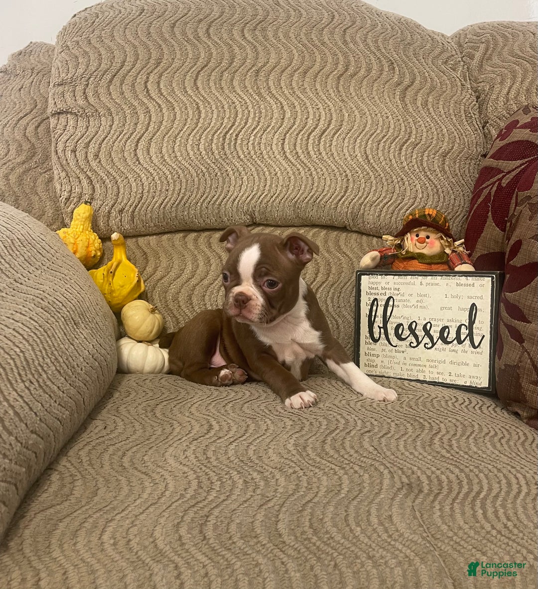 Boston Terrier dogs for sale: Orpha - Ad 3