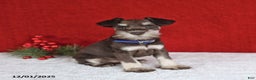Miniature Schnauzer dogs for sale: Bingo - Ad 3